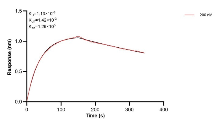 Affinity and Kinetic Characterization of 60346-1-Ig