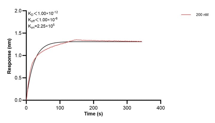 Affinity and Kinetic Characterization of 60406-1-PBS