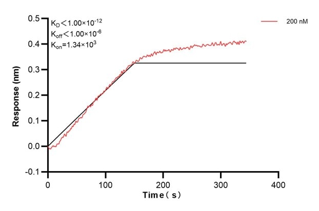 Biolayer interferometry (BLl) kinetic assays of 60416-1-PBS against Human MTIF3 were performed. The affinity constant is below 1 pM. Affinity and Kinetic Characterization of 60416-1-PBS