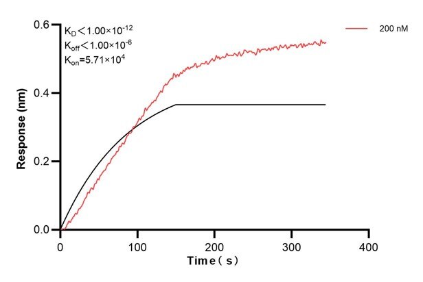 Biolayer interferometry (BLl) kinetic assays of 60416-2-Ig against Human MTIF3 were performed. The affinity constant is below 1 pM. Affinity and Kinetic Characterization of 60416-2-PBS
