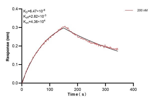 Biolayer interferometry (BLl) kinetic assays of 60427-2-PBS against Human CLTA were performed. The affinity constant is 64.7 nM. Affinity and Kinetic Characterization of 60427-2-PBS