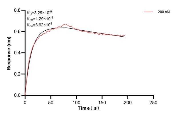 Biolayer interferometry (BLl) kinetic assays of 60427-4-Ig against Human CLTA were performed. The affinity constant is 3.29 nM. Affinity and Kinetic Characterization of 60427-4-PBS