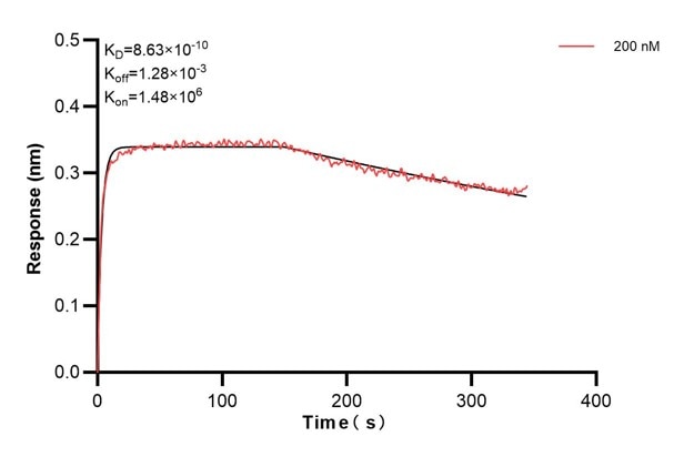 Biolayer interferometry (BLl) kinetic assays of 60428-1-Ig against Human CLTA were performed. The affinity constant is 0.863 nM. Affinity and Kinetic Characterization of 60428-1-PBS