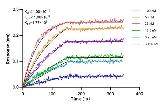 Affinity and Kinetic Characterization of 60435-1-Ig