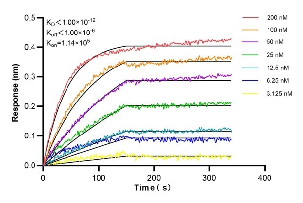 Affinity and Kinetic Characterization of 60435-3-Ig