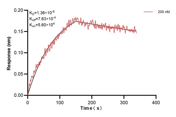 Affinity and Kinetic Characterization of 60436-2-PBS