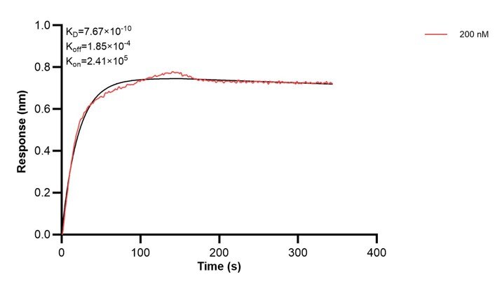 Affinity and Kinetic Characterization of 60454-1-PBS Affinity and Kinetic Characterization of 60454-1-PBS