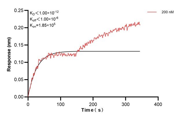 Biolayer interferometry (BLl) kinetic assay of 60459-3-Ig against Human CPN1 was performed. The affinity constant is below 1 pM. Affinity and Kinetic Characterization of 60459-3-PBS