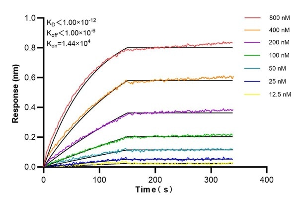 Affinity and Kinetic Characterization of 60462-1-PBS