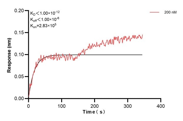 Affinity and Kinetic Characterization of 60485-2-PBS