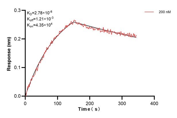 Biolayer interferometry (BLl) kinetic assay of 60486-2-Ig against Human MRPL49 was performed. The affinity constant is 27.8 nM. Affinity and Kinetic Characterization of 60486-2-PBS