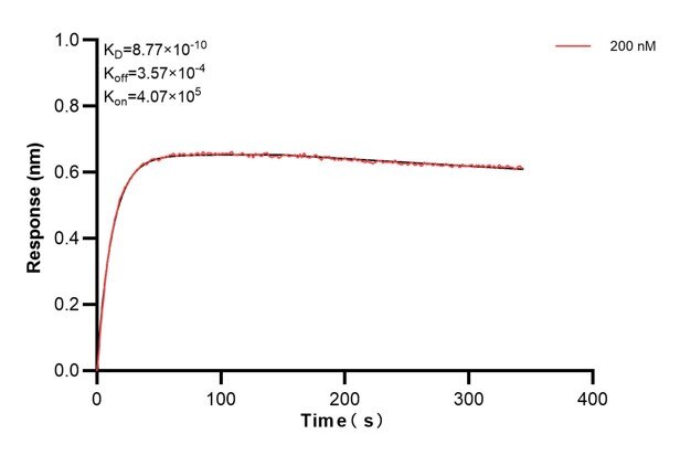 Affinity and Kinetic Characterization of 60511-1-PBS