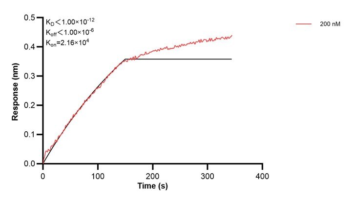 Affinity and Kinetic Characterization of 60513-2-PBS