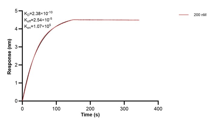 Affinity and Kinetic Characterization of 60519-3-PBS