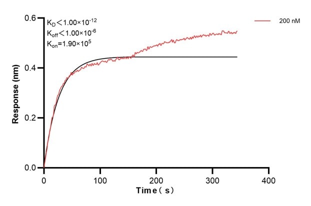 Affinity and Kinetic Characterization of 60522-2-PBS Affinity and Kinetic Characterization of 60522-2-PBS