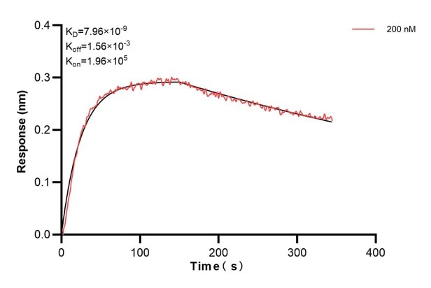 Affinity and Kinetic Characterization of 60545-5-PBS