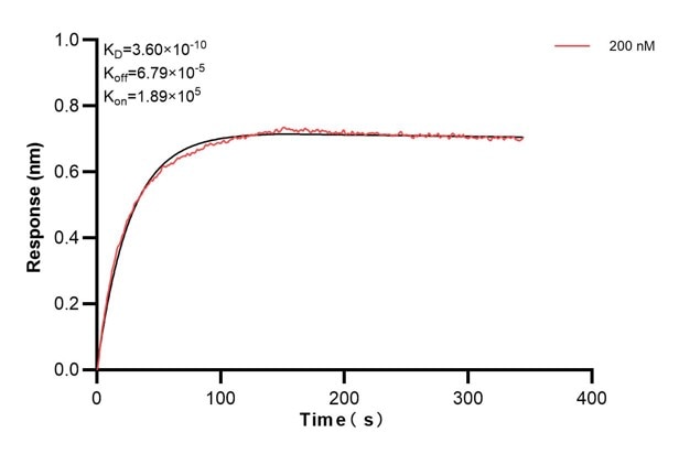 Affinity and Kinetic Characterization of 60554-2-PBS