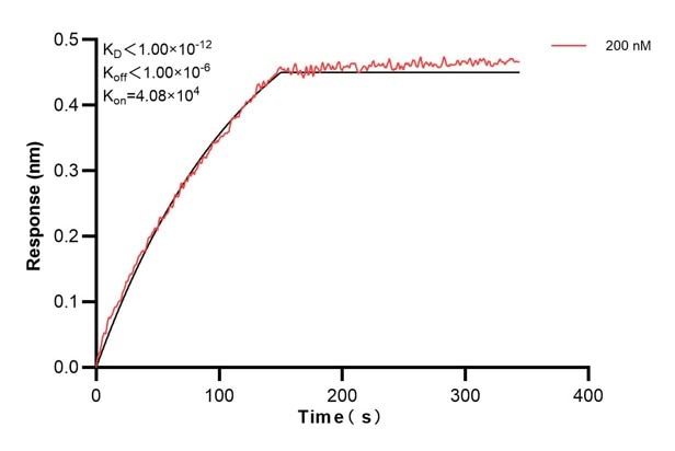Affinity and Kinetic Characterization of 60559-1-PBS