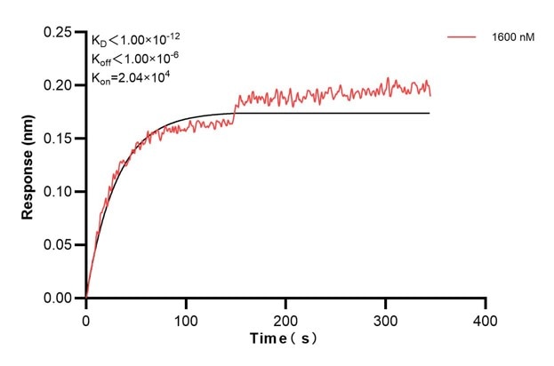 Affinity and Kinetic Characterization of 60566-1-PBS