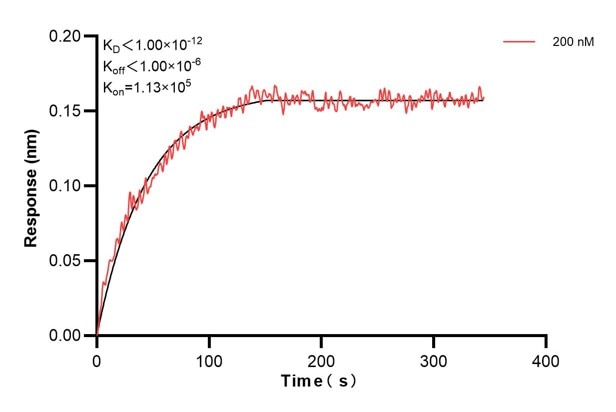 Affinity and Kinetic Characterization of 60568-2-PBS