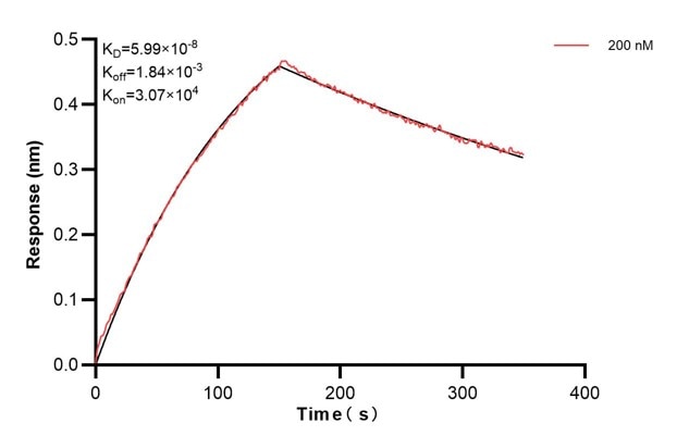Affinity and Kinetic Characterization of 60569-2-PBS