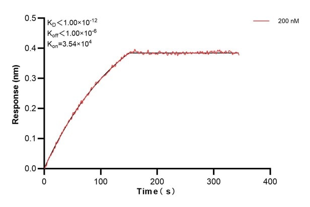 Affinity and Kinetic Characterization of 60574-1-PBS