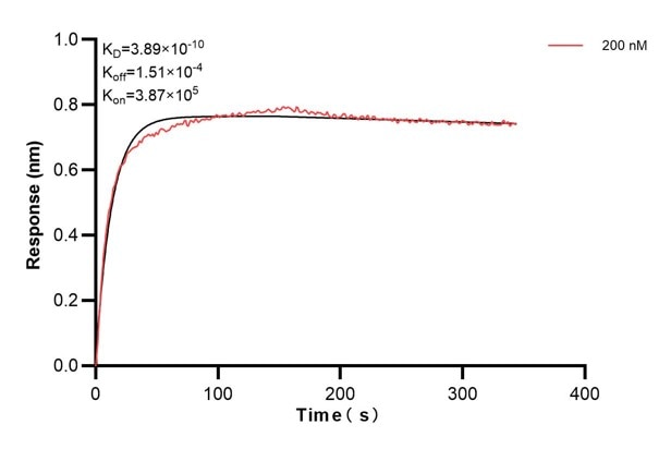 Biolayer interferometry (BLl) kinetic assay of 60576-1-Ig against Human CYP2C9 was performed. The affinity constant is 0.389 nM. Affinity and Kinetic Characterization of 60576-1-PBS