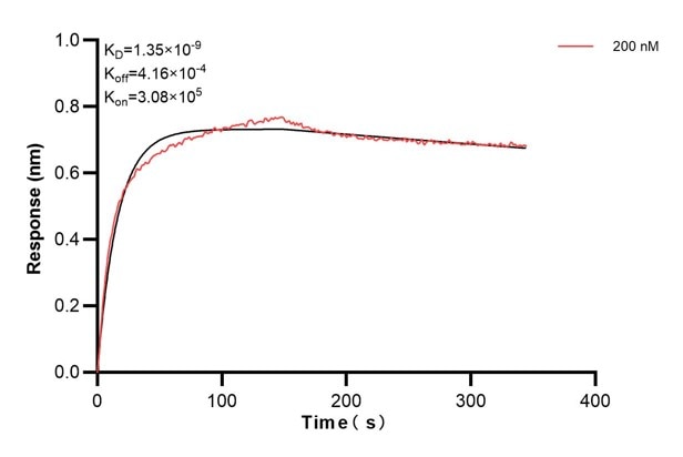 Biolayer interferometry (BLl) kinetic assay of 60576-4-Ig against Human CYP2C9 was performed. The affinity constant is 1.35 nM.. Affinity and Kinetic Characterization of 60576-4-PBS