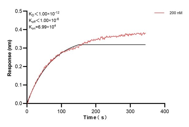 Biolayer interferometry (BLl) kinetic assay of 60586-2-Ig against Human PTGIS was performed. The affinity constant is 1.51 nM. Affinity and Kinetic Characterization of 60586-2-PBS