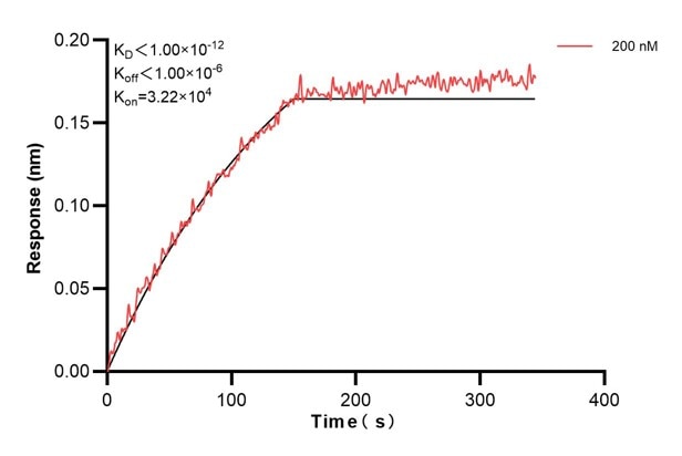 Biolayer interferometry (BLl) kinetic assay of 60586-3-Ig against Human PTGIS was performed. The affinity constant is below 1 pM. Affinity and Kinetic Characterization of 60586-3-PBS