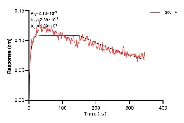 Biolayer interferometry (BLl) kinetic assay of 60589-3-Ig against Human RPN1 was performed. The affinity constant is 2.18 nM.. Affinity and Kinetic Characterization of 60589-3-PBS