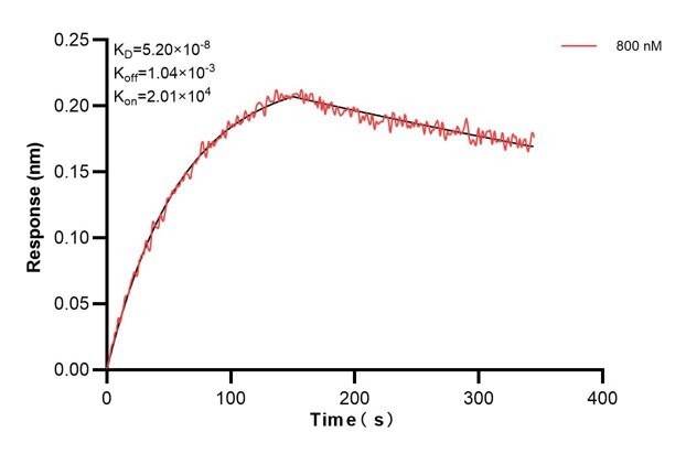 Biolayer interferometry (BLl) kinetic assay of 60590-1-Ig against Human RPS16 was performed. The affinity constant is 52.0 nM. Affinity and Kinetic Characterization of 60590-1-PBS