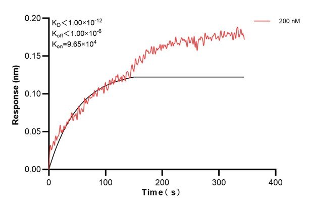 Biolayer interferometry (BLl) kinetic assay of 60590-2-Ig against Human RPS16 was performed. The affinity constant is below 1 pM. Affinity and Kinetic Characterization of 60590-2-PBS