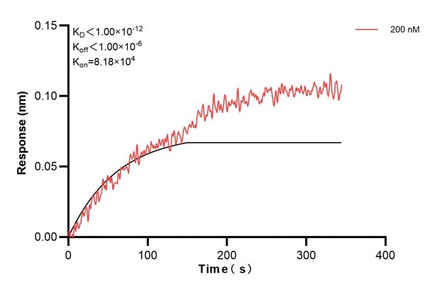 Biolayer interferometry (BLl) kinetic assay of 60590-4-Ig against Human RPS16 was performed. The affinity constant is below 1 pM. Affinity and Kinetic Characterization of 60590-4-PBS