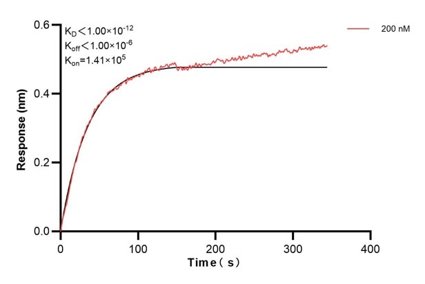 Biolayer interferometry (BLl) kinetic assay of 60593-1-Ig against Human SERCA2/ATP2A2  was performed. The affinity constant is below 1 pM. Affinity and Kinetic Characterization of 60593-1-PBS