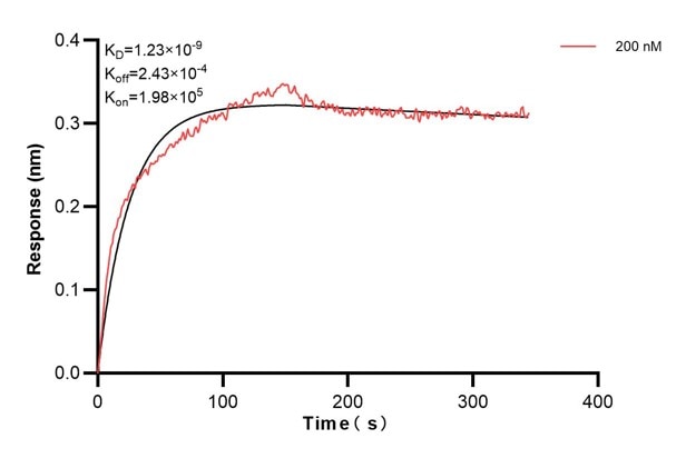 Biolayer interferometry (BLl) kinetic assay of 60593-2-Ig against Human SERCA2/ATP2A2  was performed. The affinity constant is 1.23 nM. Affinity and Kinetic Characterization of 60593-2-PBS