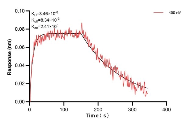 Biolayer interferometry (BLl) kinetic assay of 60623-1-Ig against Human VKORC1 was performed. The affinity constant is 34.6 nM. Affinity and Kinetic Characterization of 60623-1-PBS