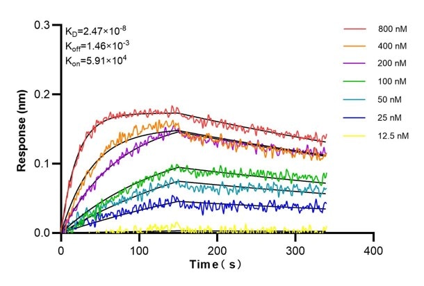 Affinity and Kinetic Characterization of 60624-4-PBS