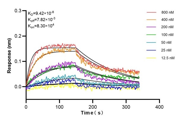 Affinity and Kinetic Characterization of 60624-5-PBS