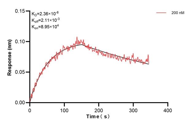 Affinity and Kinetic Characterization of 60636-3-PBS