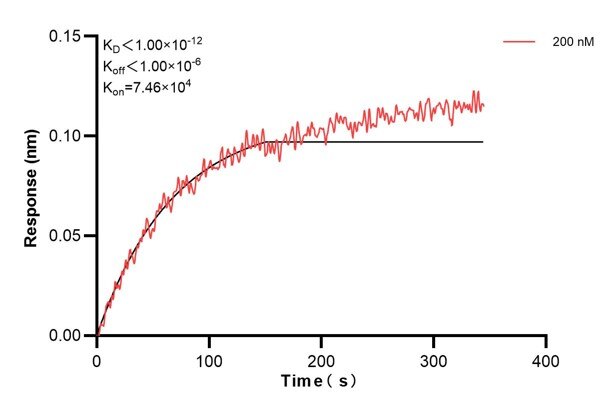 Affinity and Kinetic Characterization of 60640-1-PBS