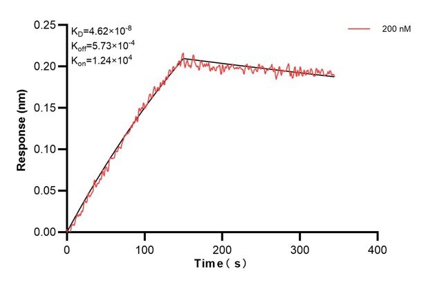 Affinity and Kinetic Characterization of 60642-2-PBS
