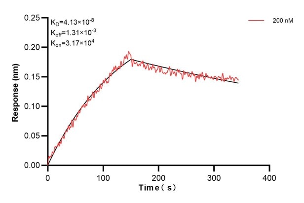 Biolayer interferometry (BLl) kinetic assay of 60642-3-Ig against Human EDN3 was performed. The affinity constant is 41.3 nM.. Affinity and Kinetic Characterization of 60642-3-PBS
