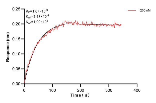 Affinity and Kinetic Characterization of 60651-2-PBS