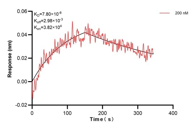 Biolayer interferometry (BLl) kinetic assay of 60651-3-Ig against Human FMO3 was performed. The affinity constant is 78.0 nM. Affinity and Kinetic Characterization of 60651-3-PBS