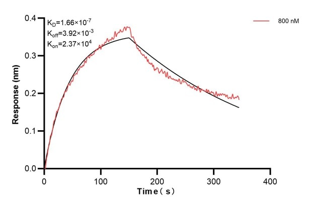 Biolayer interferometry (BLl) kinetic assays of 60656-2-Ig against Human CCDC21 were performed. The affinity constant is 166 nM. Affinity and Kinetic Characterization of 60656-2-PBS