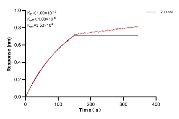 Biolayer interferometry (BLl) kinetic assays of 60656-3-Ig against Human CCDC21 were performed. The affinity constant is below 1 pM. Affinity and Kinetic Characterization of 60656-3-PBS