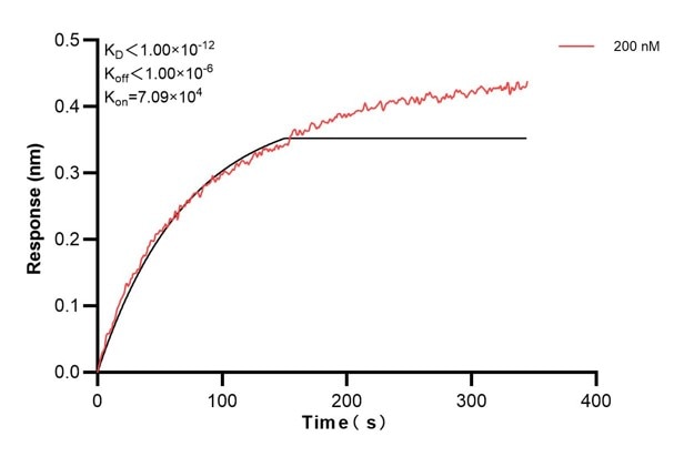 Biolayer interferometry (BLl) kinetic assay of 60678-2-Ig against Human Presenilin-1 was performed. The affinity constant is below 1 pM. Affinity and Kinetic Characterization of 60678-2-PBS