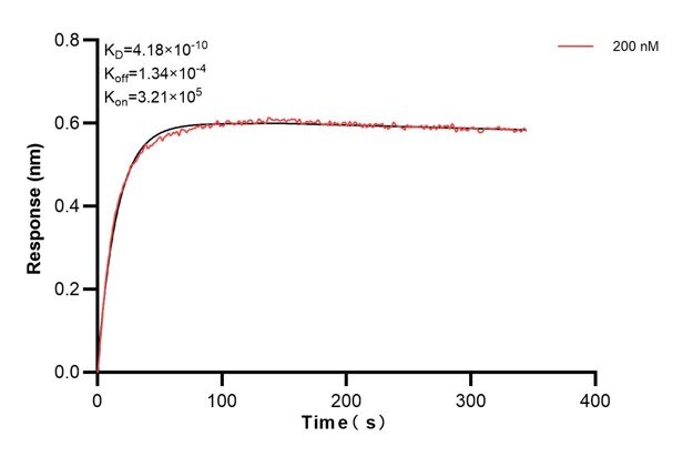 Biolayer interferometry (BLl) kinetic assay of 60684-1-Ig against Human STIM2 was performed. The affinity constant is 0.418 nM. Affinity and Kinetic Characterization of 60684-1-PBS