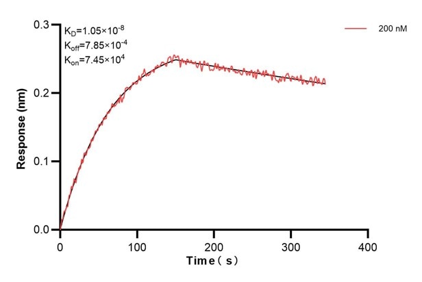 Biolayer interferometry (BLl) kinetic assay of 60684-3-Ig against Human STIM2 was performed. The affinity constant is 10.5 nM. Affinity and Kinetic Characterization of 60684-3-PBS